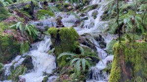 World Water Day 2022 - Stream on Salt Spring Island