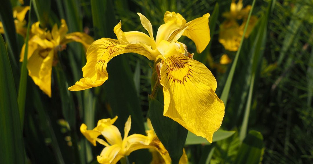 Yellow Flag Iris