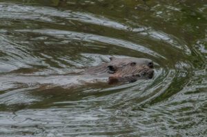 Beaver