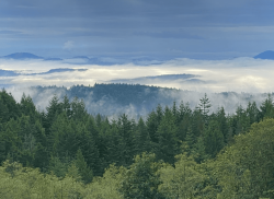 Forest with Clouds